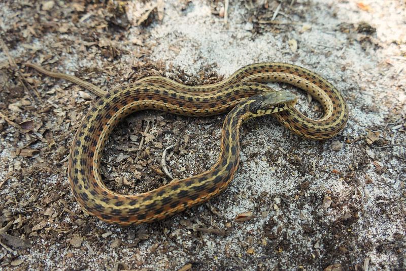 Eastern Garter Snake