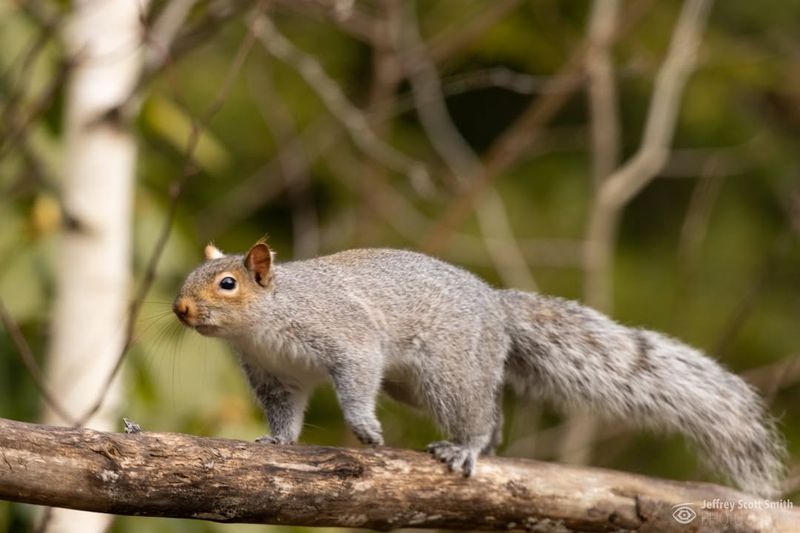 Eastern Gray Squirrels