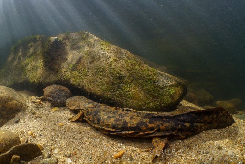 Eastern Hellbender