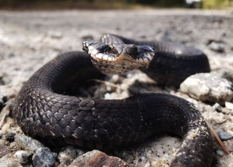 Eastern Hognose Snake