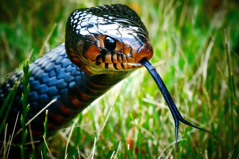 Eastern Indigo Snake