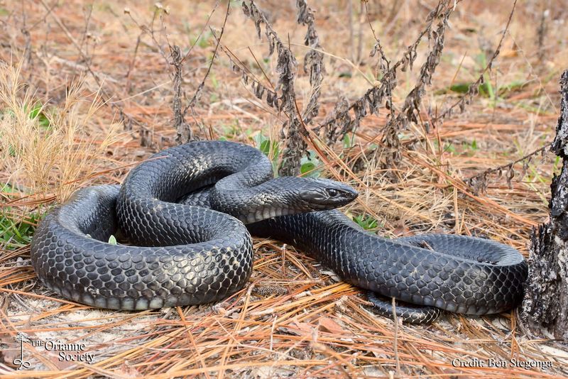 Eastern Indigo Snakes