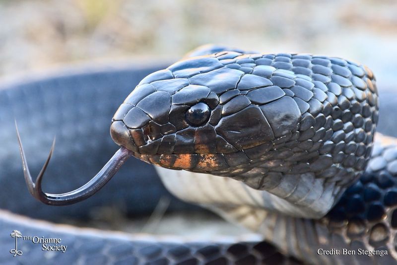 Eastern Indigo Snakes