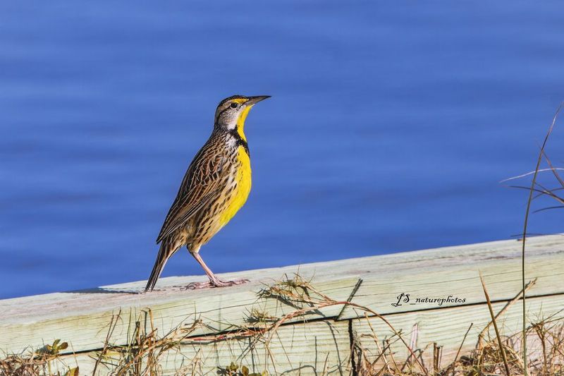 Eastern Meadowlark