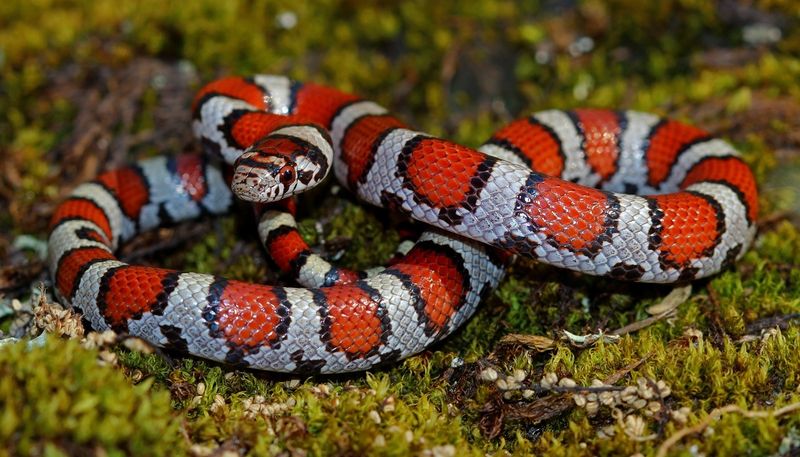 Eastern Milk Snake