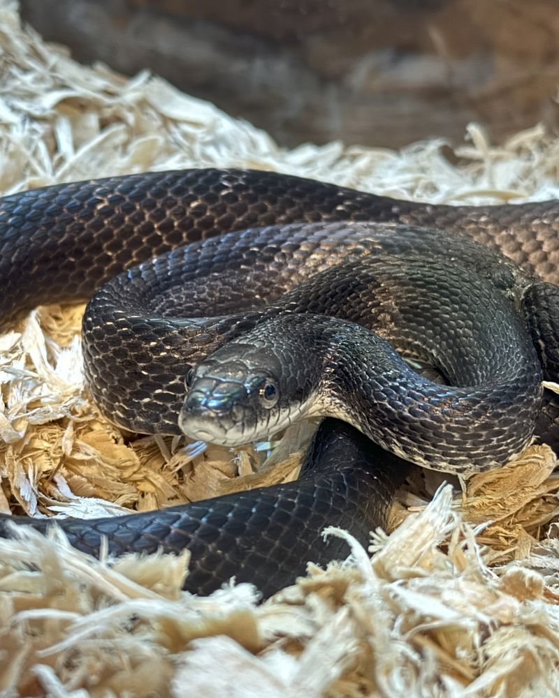 Eastern Rat Snake