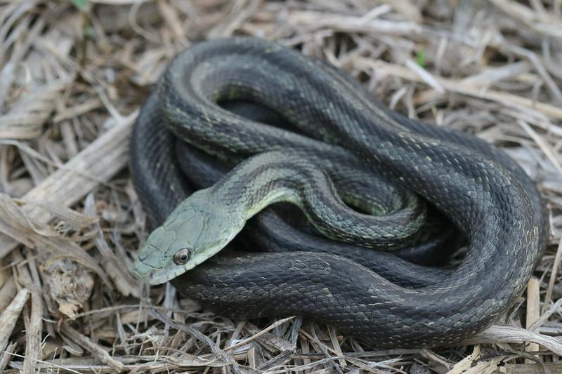 Eastern Rat Snake