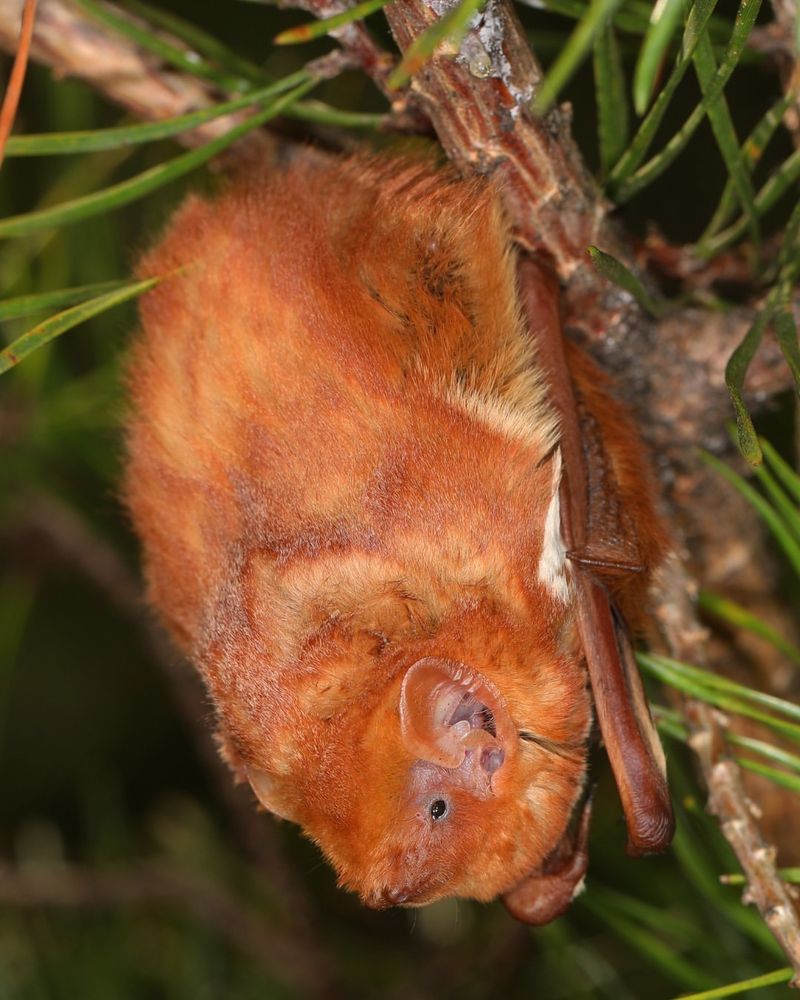 Eastern Red Bat