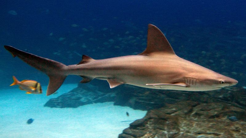 Eastern Sandbar Giant