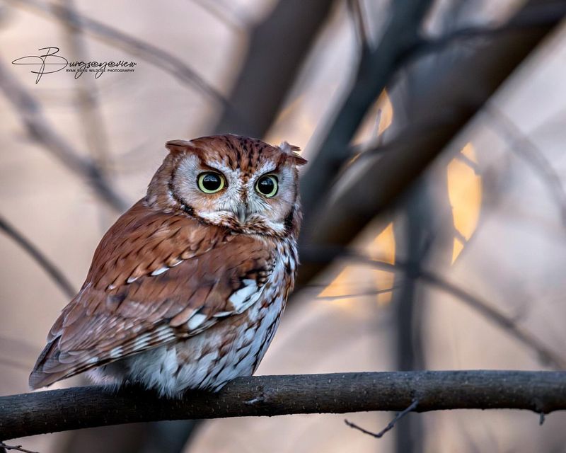 Eastern Screech Owl