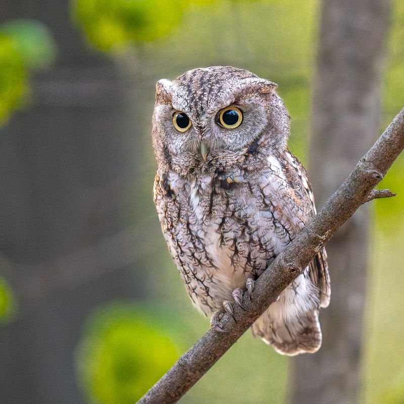 Eastern Screech Owl