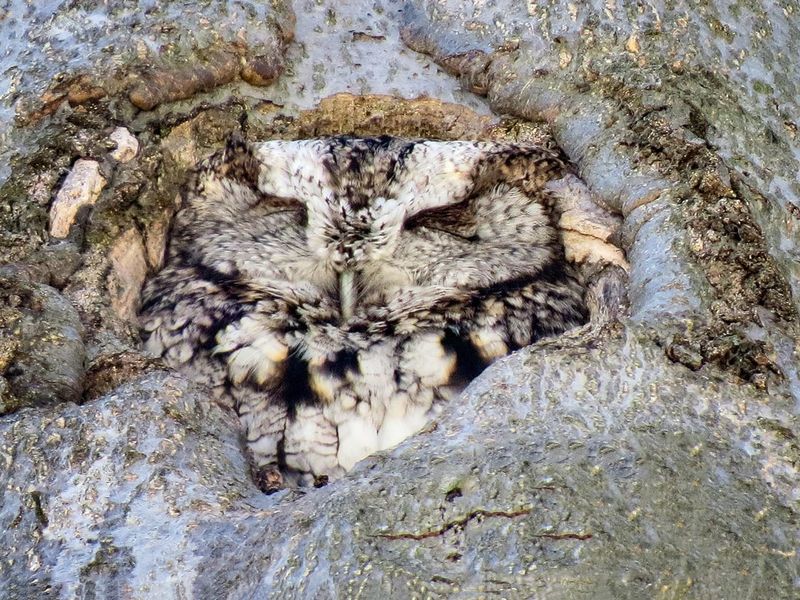 Eastern Screech Owl