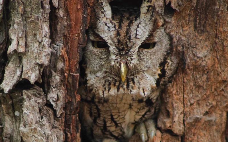 Eastern Screech Owl