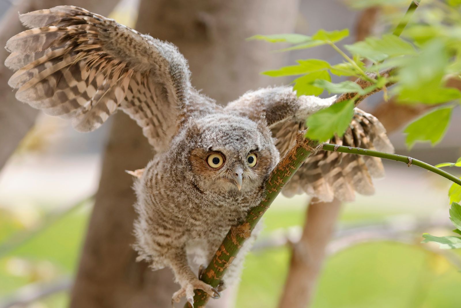 Eastern Screech Owl