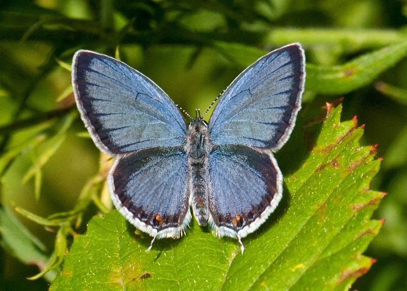 Eastern Tailed-Blue