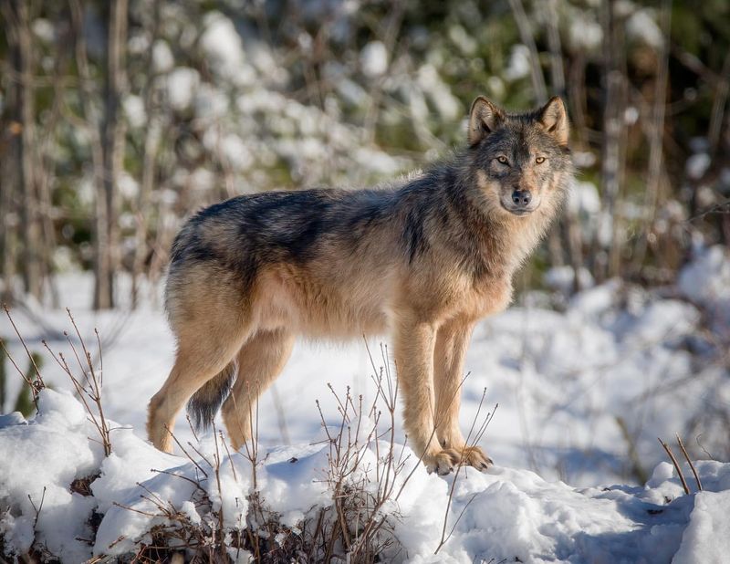 Eastern Timber Wolf