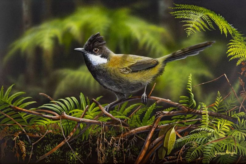 Eastern Whipbird