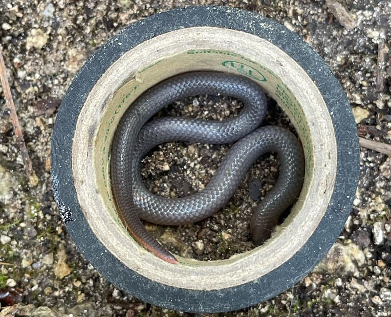 Eastern Worm Snake