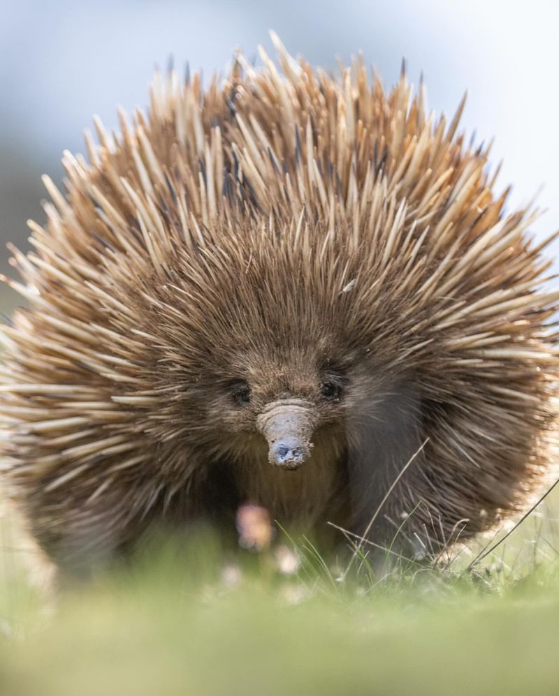 Echidna