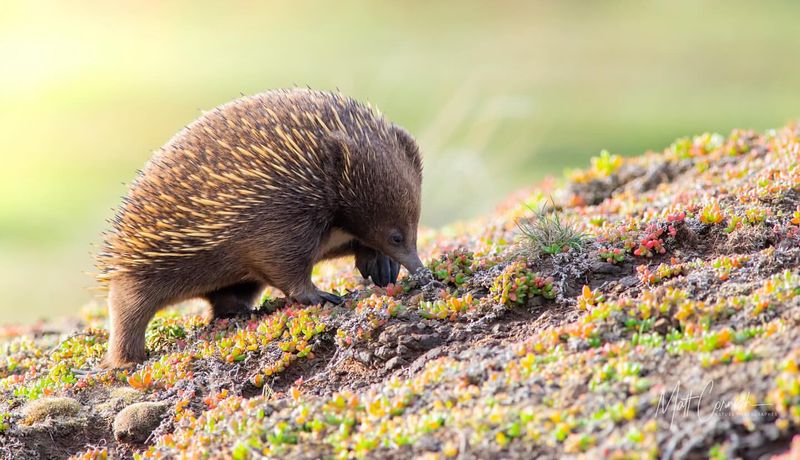 Echidna