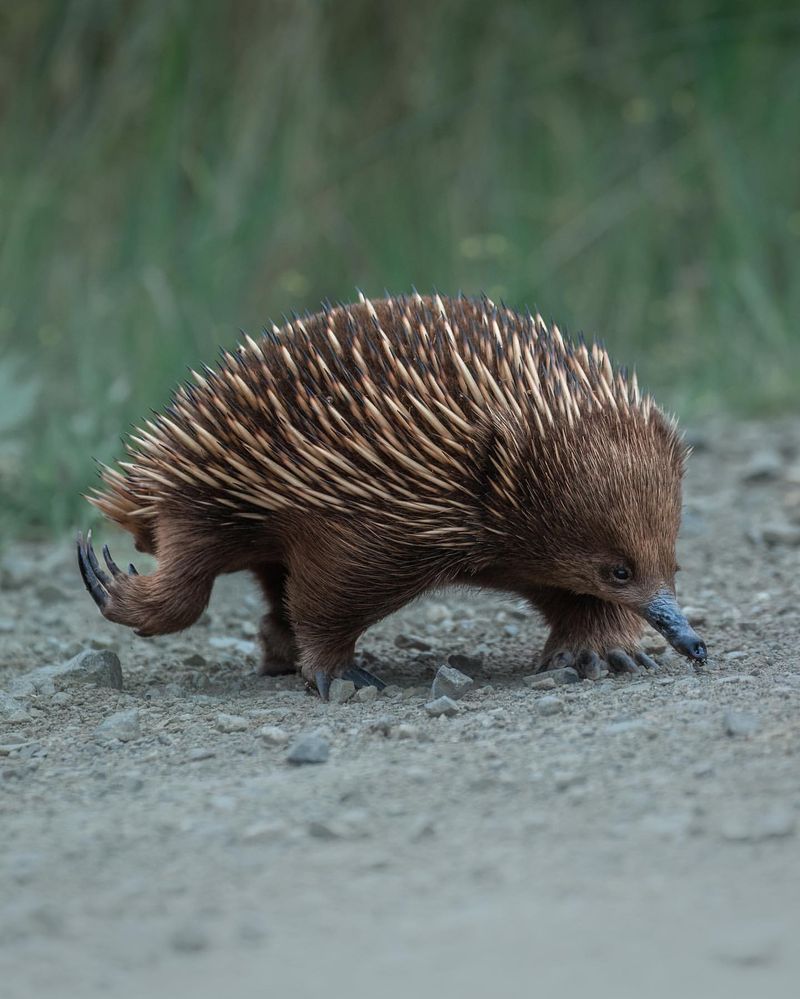 Echidna