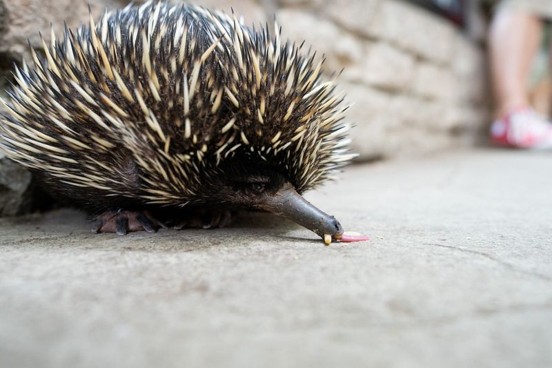 Echidna