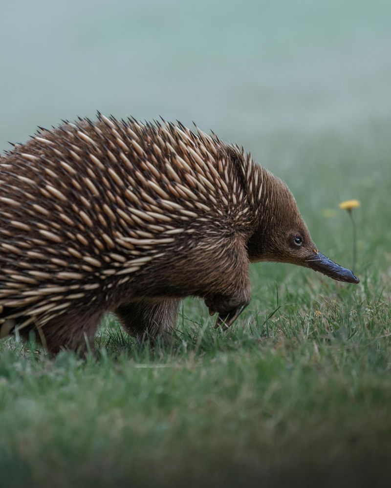 Echidna