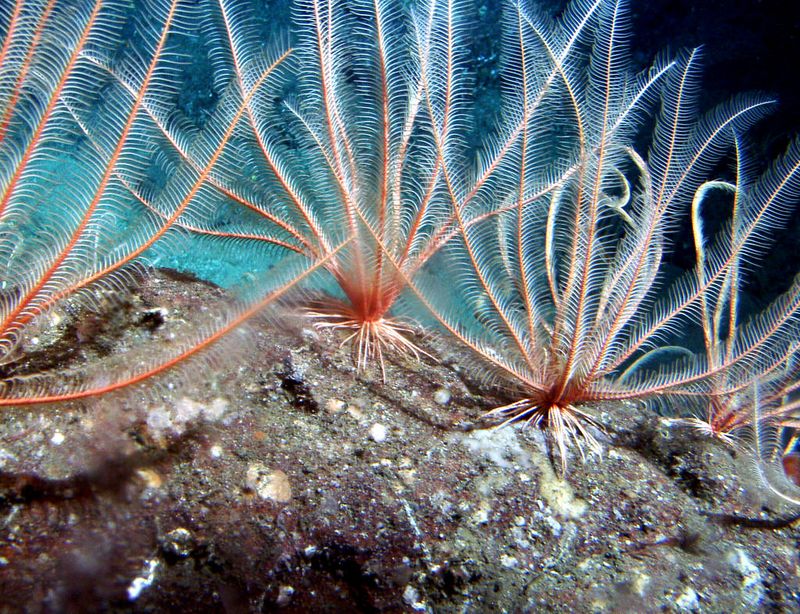 Echinoderm