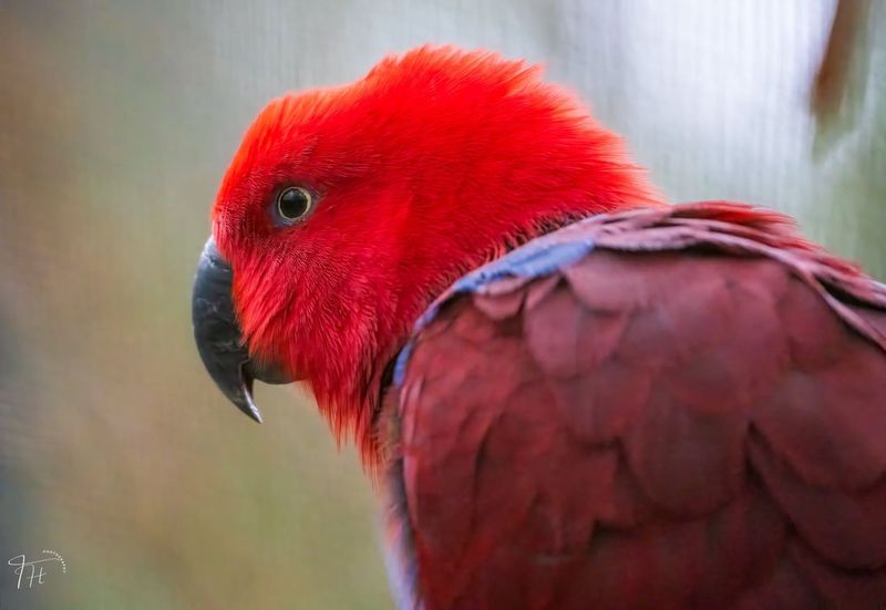 Eclectus Parrot