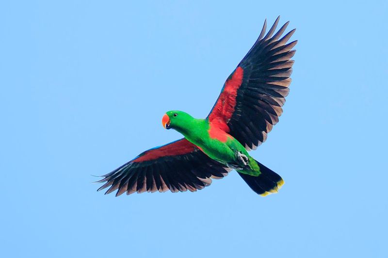 Eclectus Parrot