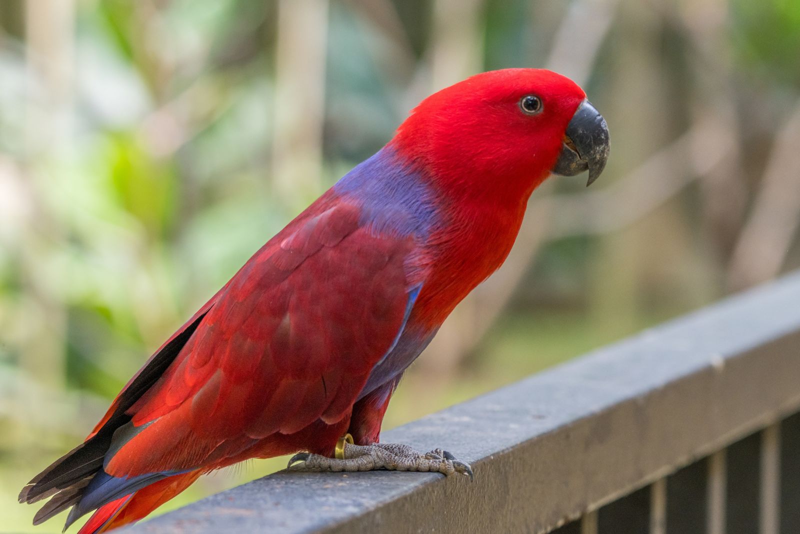 Eclectus Parrot