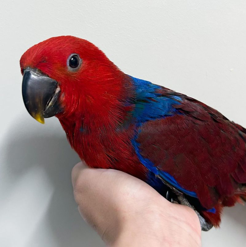 Eclectus Parrots