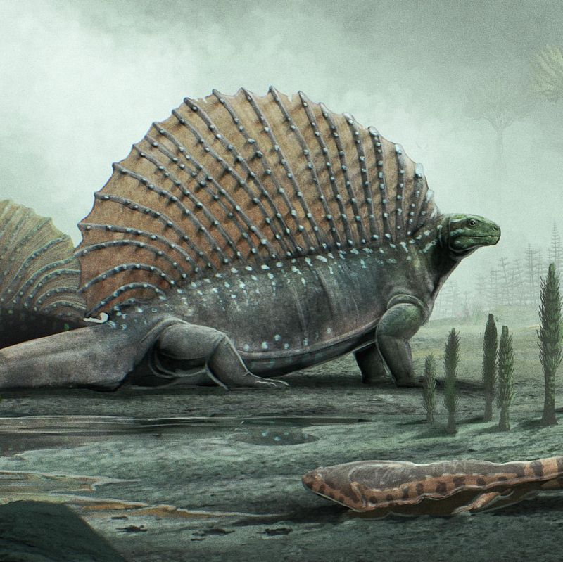 Edaphosaurus