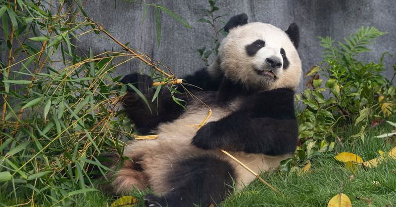 Edinburgh Zoo, UK