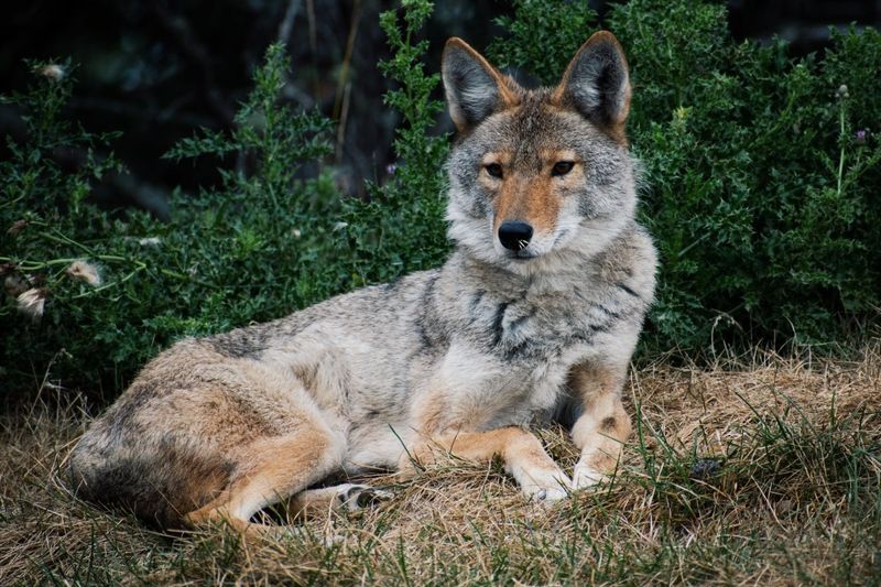 Educate Neighbors about Coyote Behavior