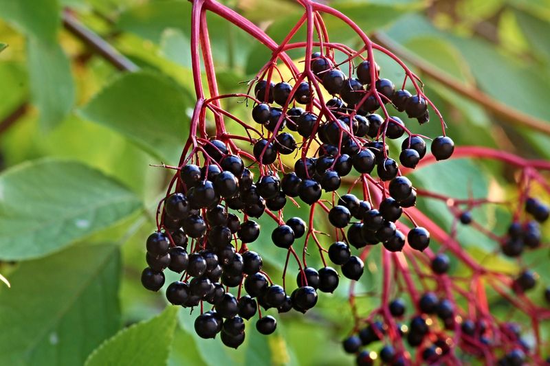 Elderberry (Sambucus canadensis)