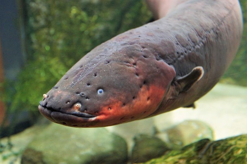 Electric Eel's Shock Therapy