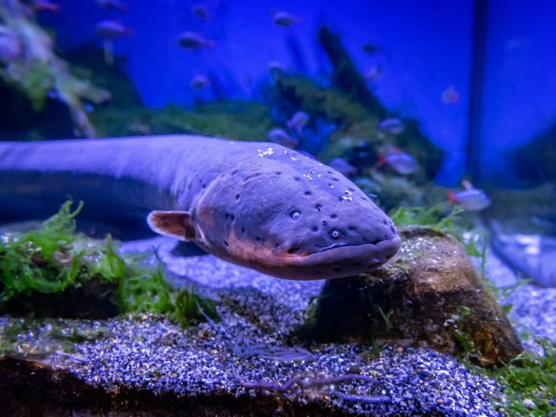 Electric Eel