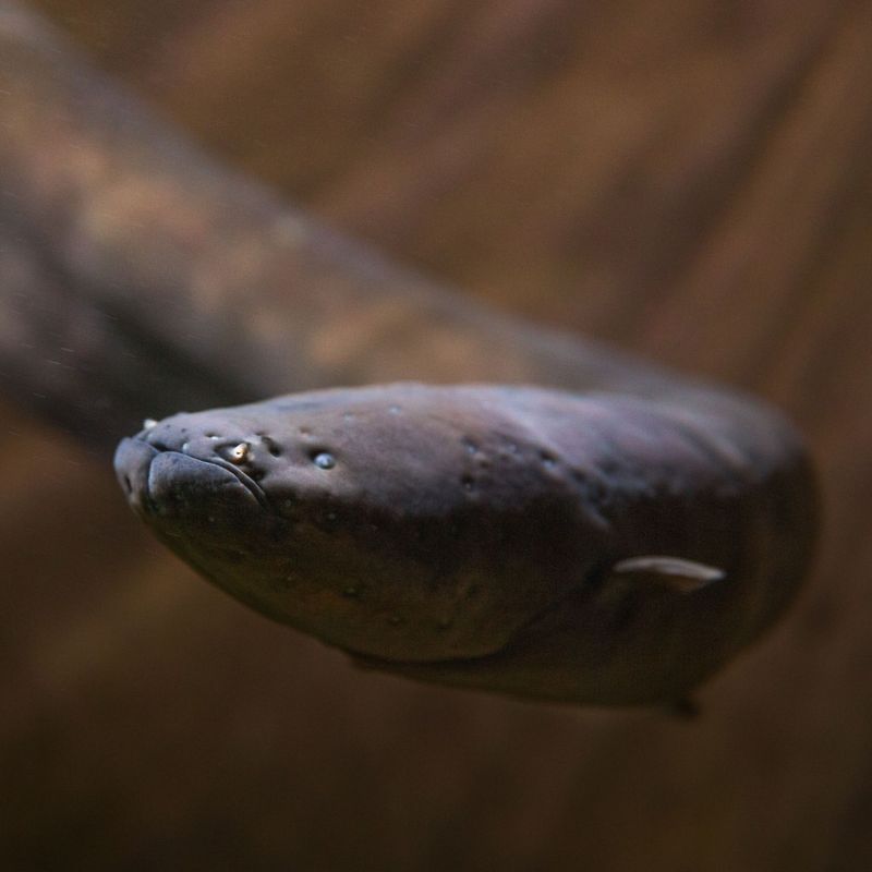 Electric Eel (Amazon River, Brazil)