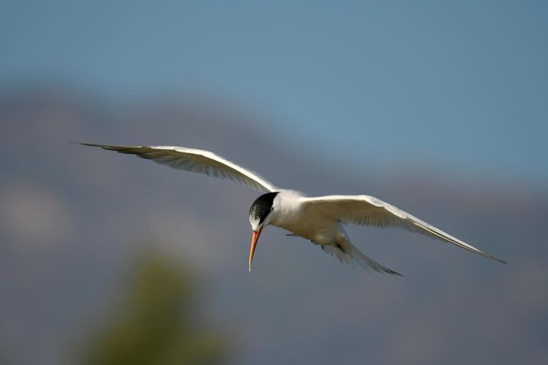 Elegant Tern