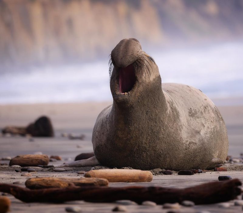 Elephant Seal