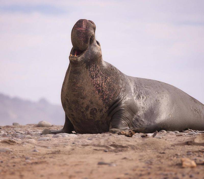 Elephant Seal