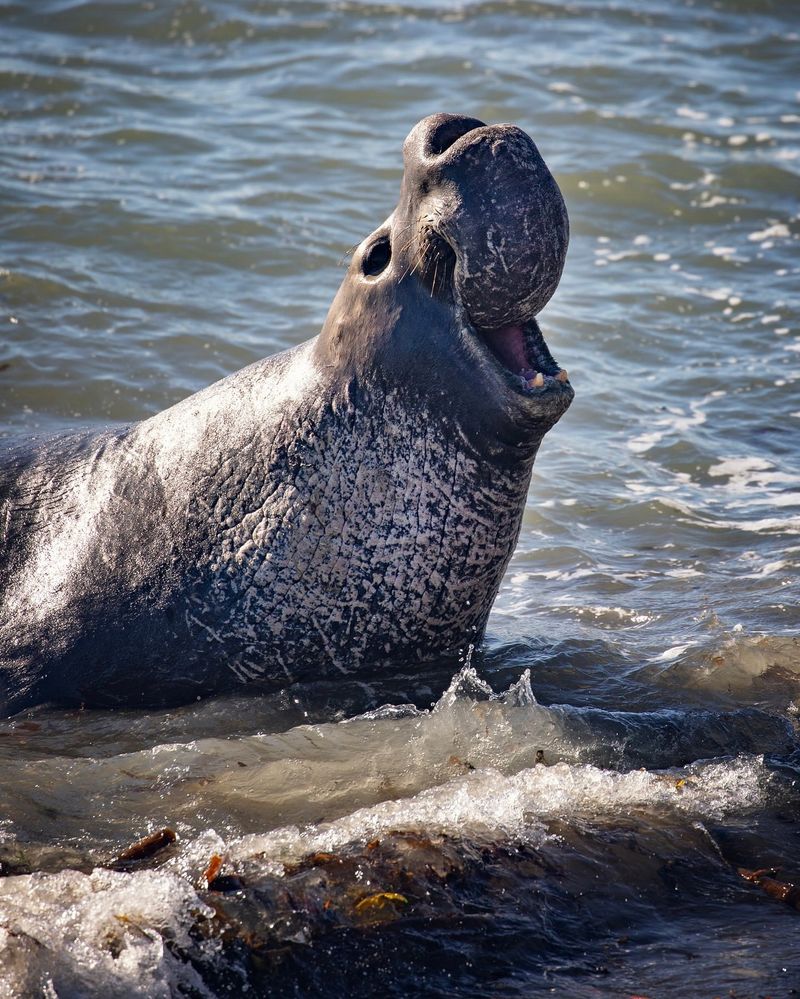 Elephant Seal