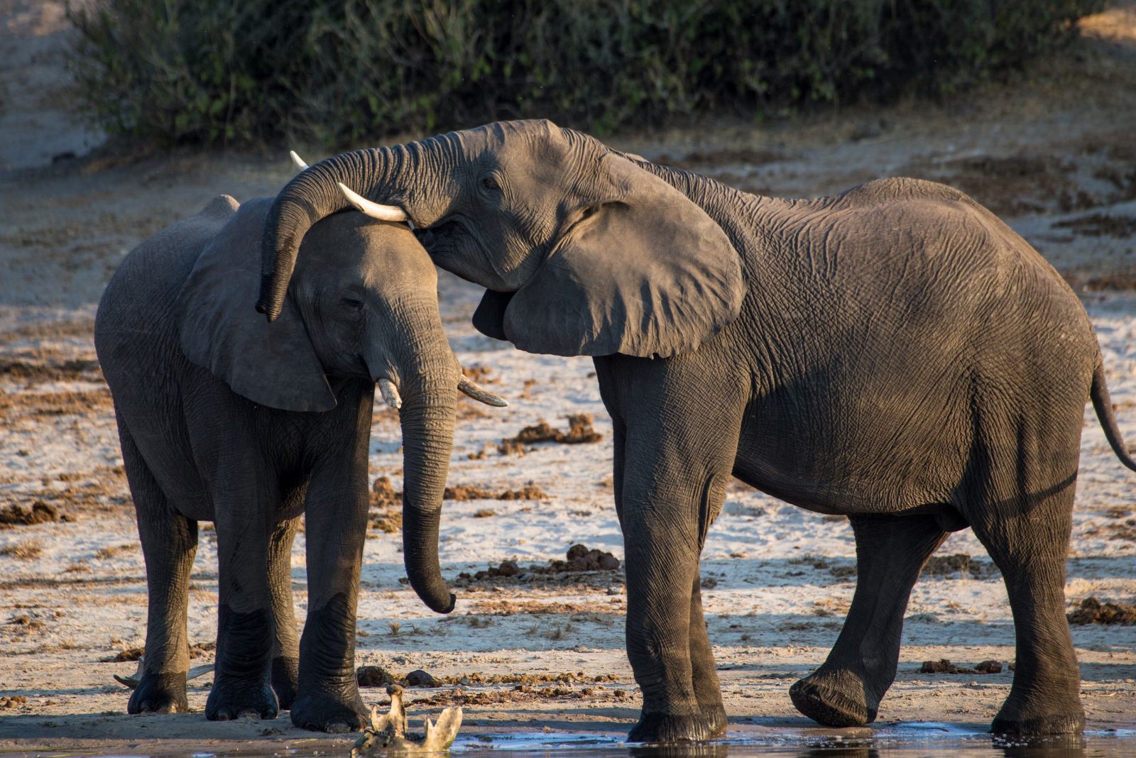 Elephants