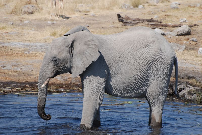 Elephants and Water Holes