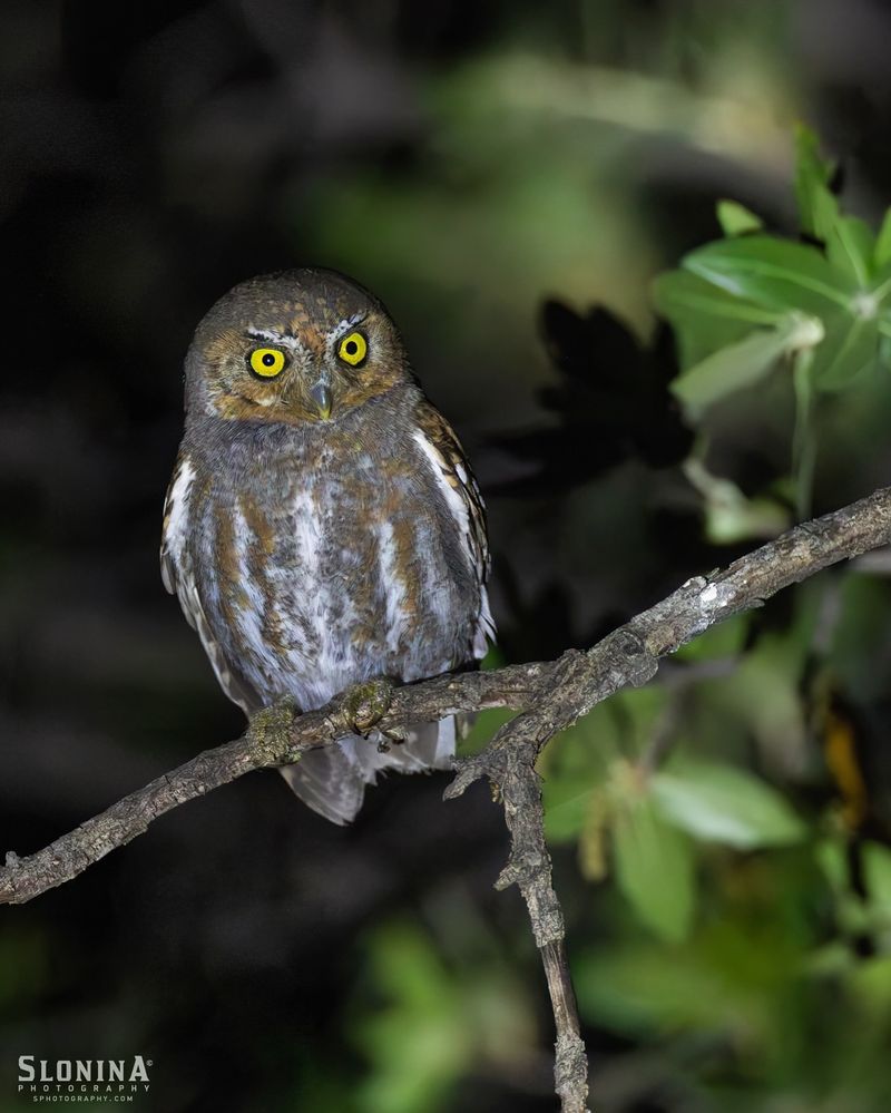 Elf Owl