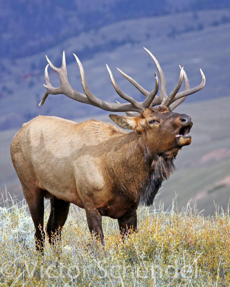 Elk