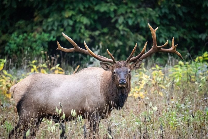 Elk