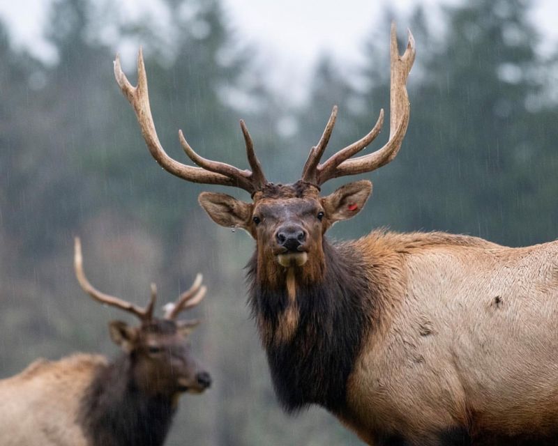 Elk