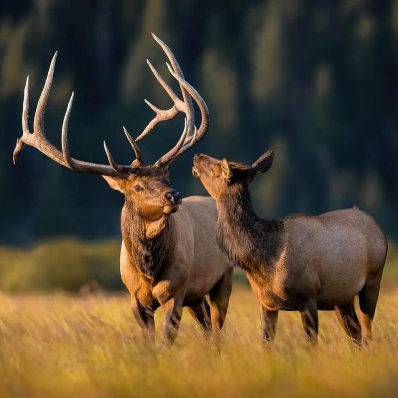 Elk